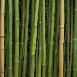 bamboo background