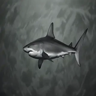 shark iphone wallpaper