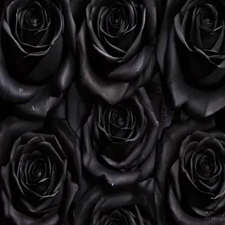 black roses background