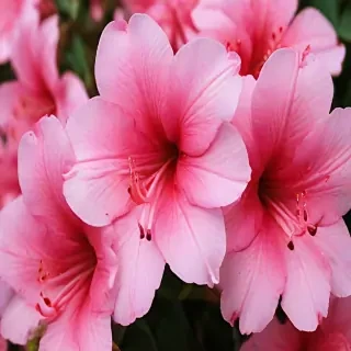 azalea flower