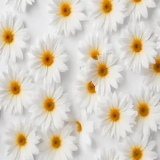 flower white background