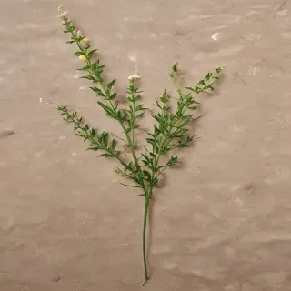 weeds png