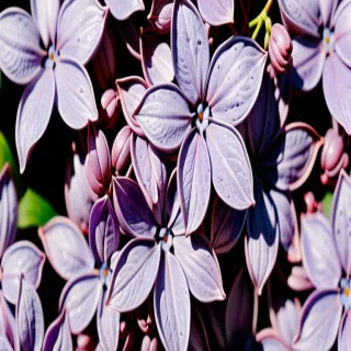 lilac color