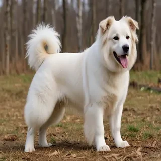 tornjak dog breed