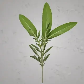 sage png