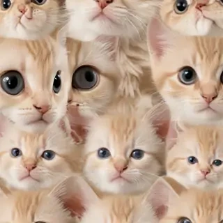 kitten background