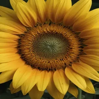 sunflower computer wallpaper