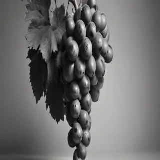 grapes clipart black and white