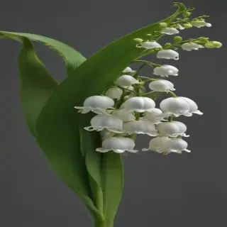 lily of the valley png