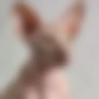 peterbald breed