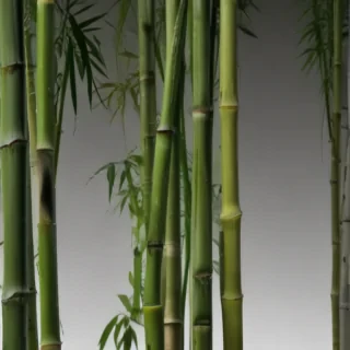 bamboo png