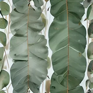 transparent eucalyptus