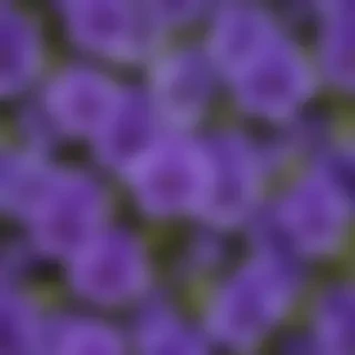 violets png