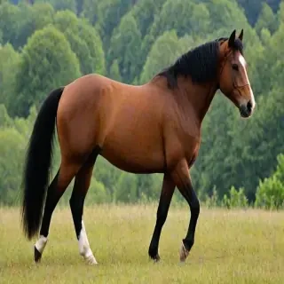 pictures of horses to draw