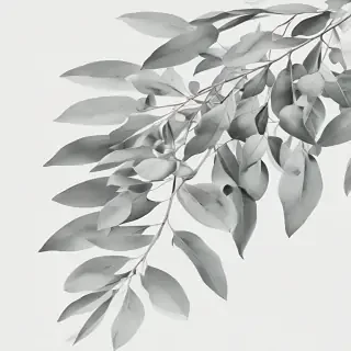 eucalyptus clipart black and white