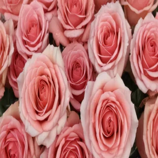rose background