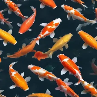 koi fish png