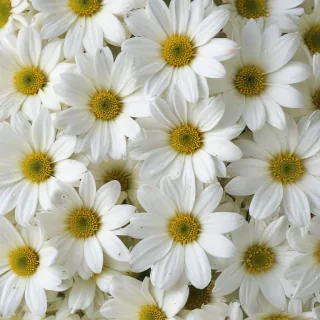white flowers wallpaper iphone