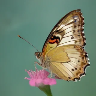 cute butterfly