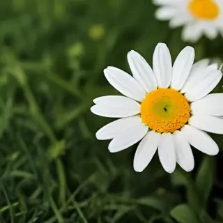 daisy wallpaper for desktop