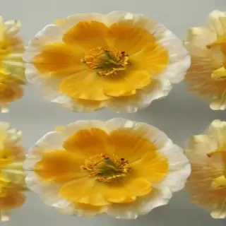 buttercup flower