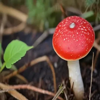 red mushroom