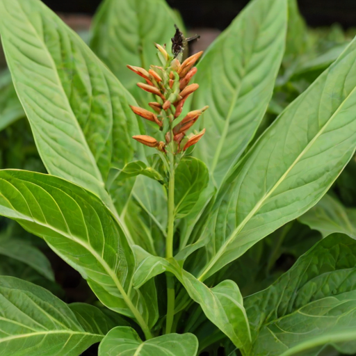 tobacco plant