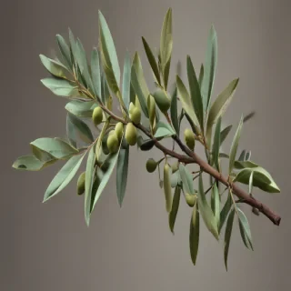 olive branch png