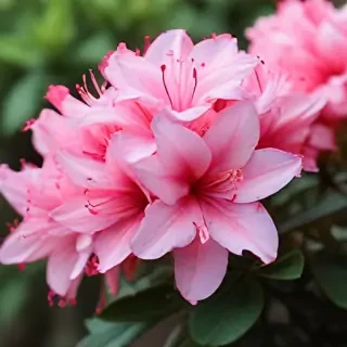 azalea flower