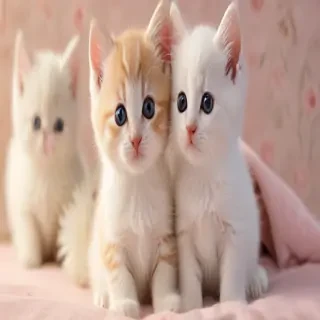 kittens wallpaper