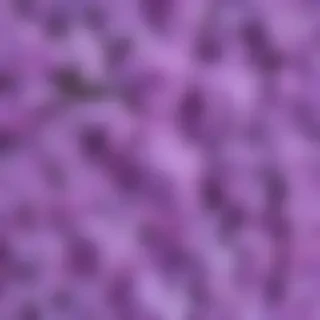lilac background