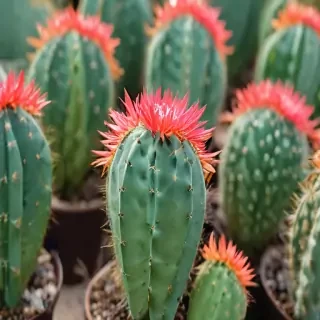 cactus wallpaper iphone