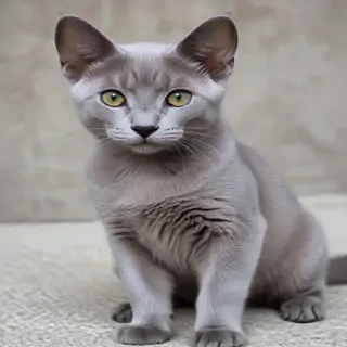 russian blue breed