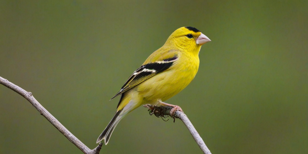 yellow finch