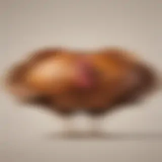 turkey png