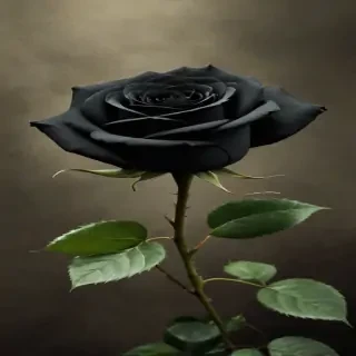 black rose photo