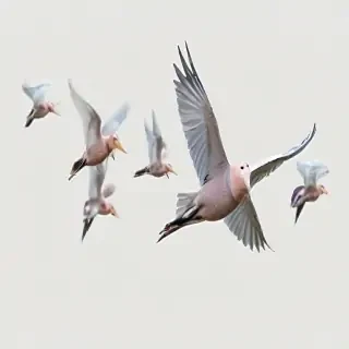 birds flying transparent background