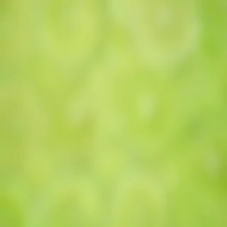 lime green background
