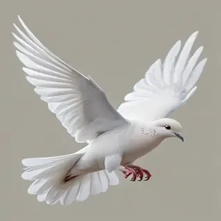 dove png