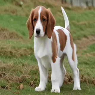 welsh springer spaniel