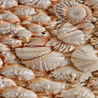 seashell png