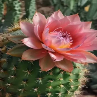 aesthetic cactus wallpaper