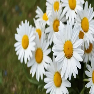 daisy desktop wallpaper