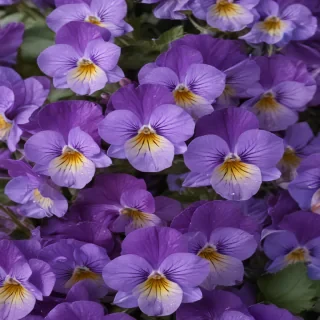 violets png
