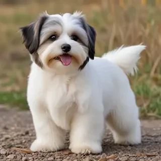 havanese dog