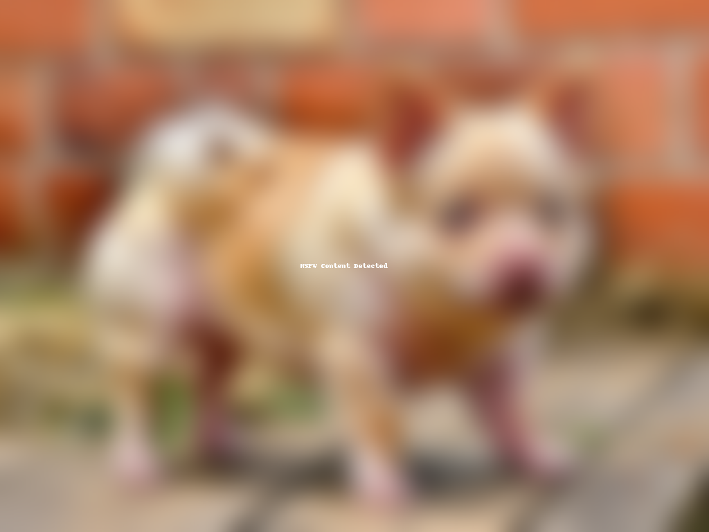 porkie dog breed