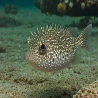 puffer fish