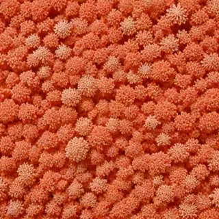 coral color