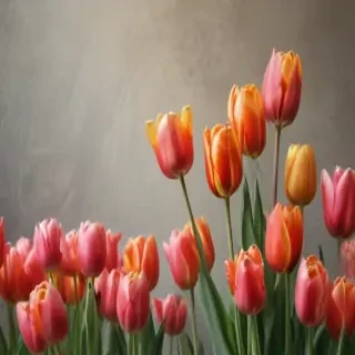tulips wallpaper aesthetic