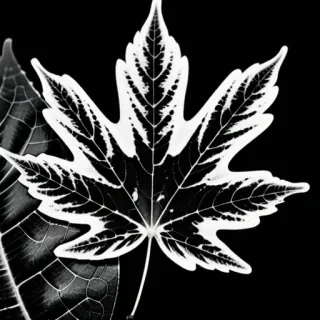 leaf images black and white